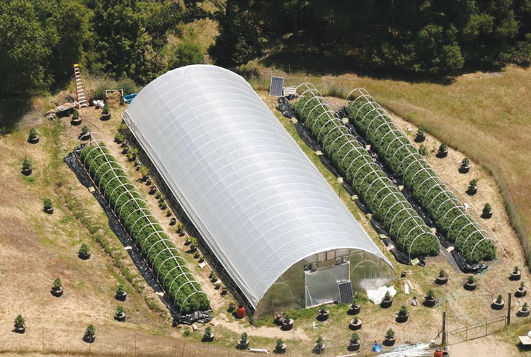 Legal_Marijuana_Grow-Op_Sonitrol_Security_Solutions