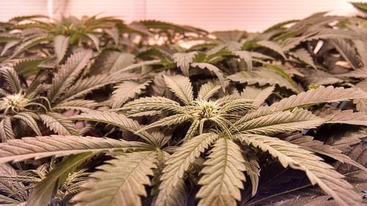The Marijuana Industry Needs High Security