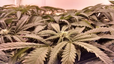 The Marijuana Industry Needs High Security