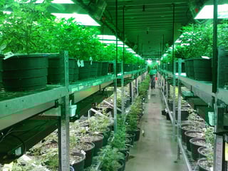 Marijuana Security Systems