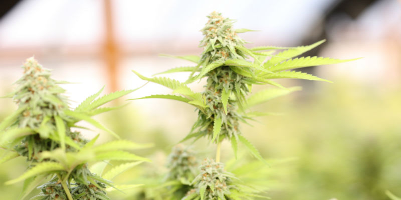 Marijuana growing in licensed facility