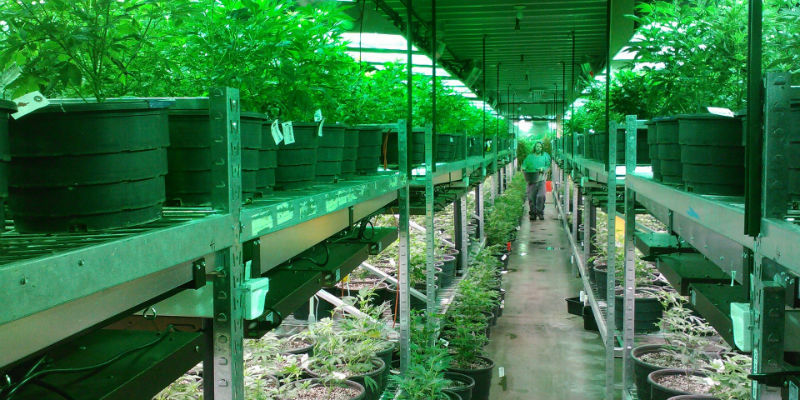 Marijuana grow op
