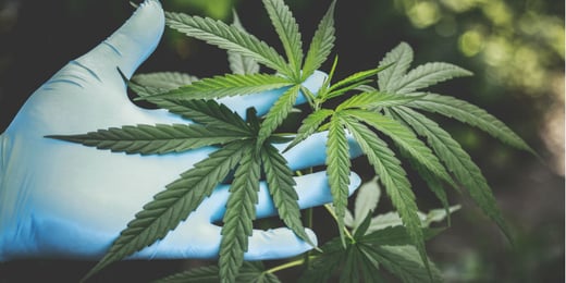 How Verified Video Will Secure Your Licensed Medical Marijuana Production Facility From the Threat of Crime