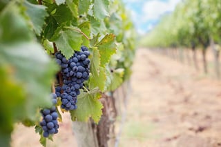Sonitrol Protects Wineries
