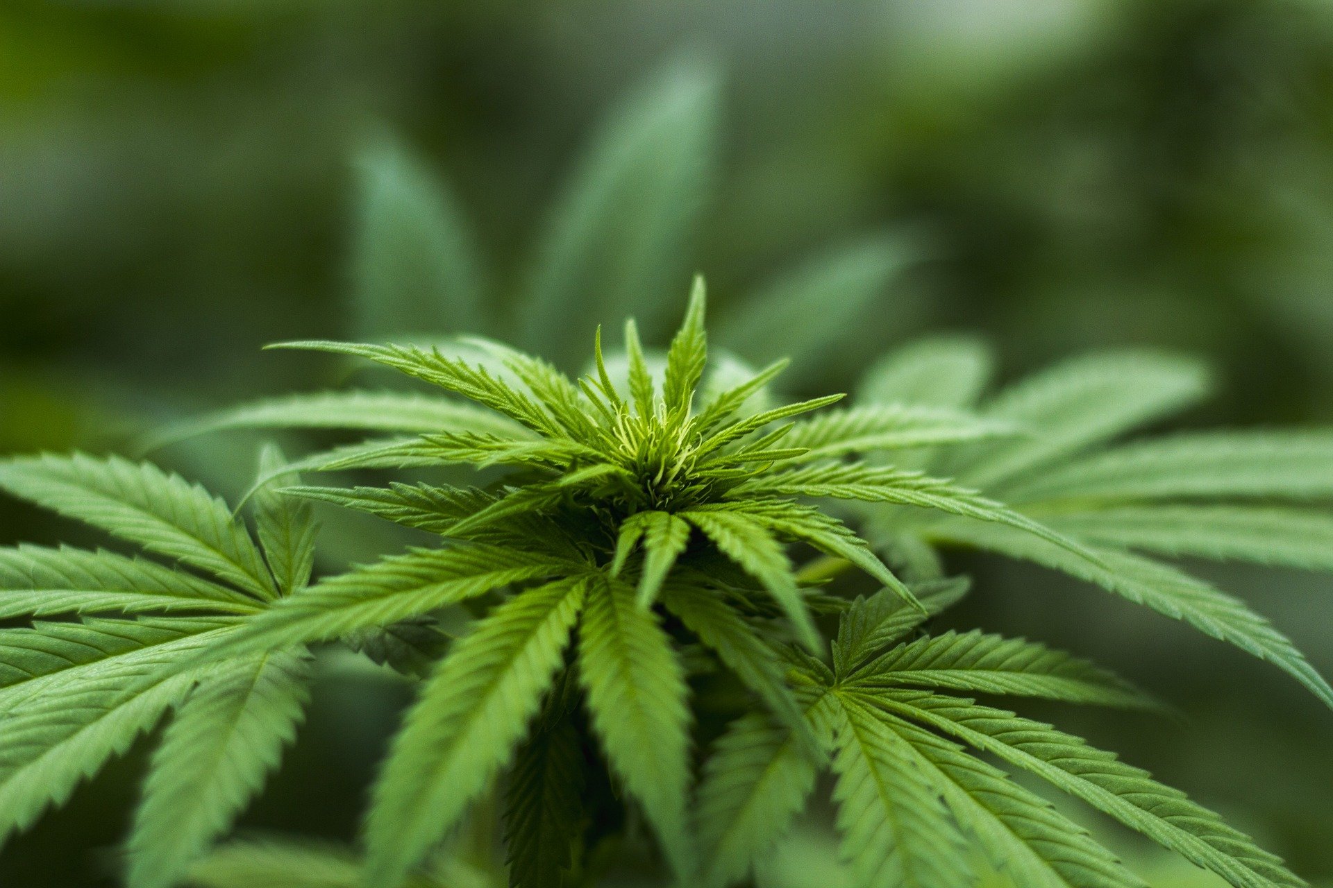 Marijuana in a secure facility